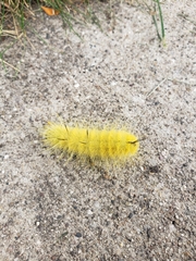 Acronicta americana