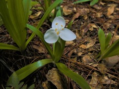 Weldenia candida