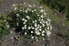 Achillea ptarmicifolia