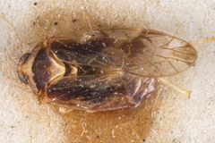 Prosotropis decorata
