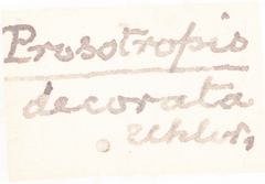 Prosotropis decorata