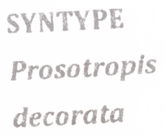 Prosotropis decorata
