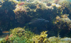 Meuschenia flavolineata