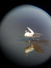 Egretta thula