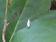 Eucalantica polita