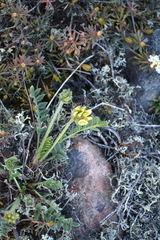 Oxytropis maydelliana