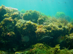 Meuschenia flavolineata