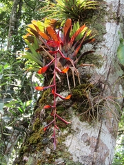Tillandsia leiboldiana