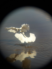 Egretta thula