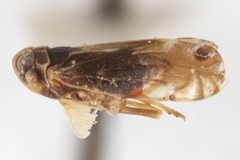 Atopocixius ornatus