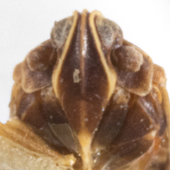 Atopocixius ornatus