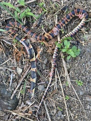 Lycodon semicarinatus