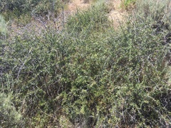 Peraphyllum ramosissimum