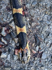 Lycodon semicarinatus