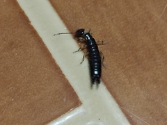 Euborellia annulipes