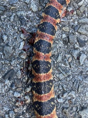 Lycodon semicarinatus