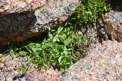 Stellaria umbellata