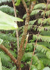 Griselinia lucida