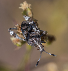 Merocoris curtatus