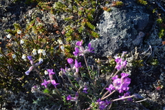 Oxytropis arctica arctica