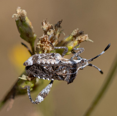 Merocoris curtatus