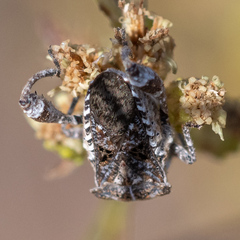 Merocoris curtatus