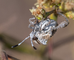 Merocoris curtatus