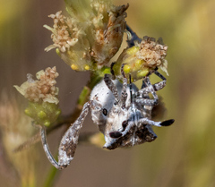 Merocoris curtatus