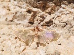 Apilocrocis