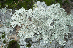 Xanthoparmelia protomatrae