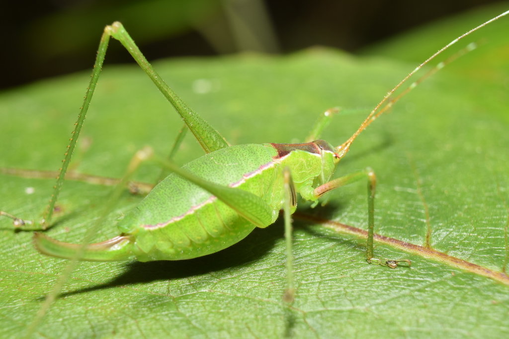 Short-wing Katydids