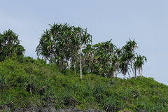 Pandanus dubius