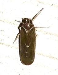 Synecdoche impunctata