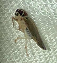 Synecdoche impunctata