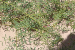 Mimosa rupertiana