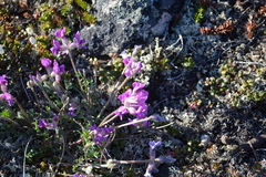 Oxytropis arctica arctica