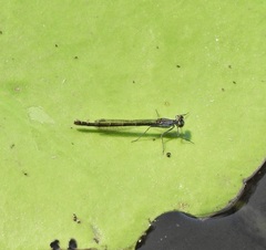 Austrocnemis maccullochi