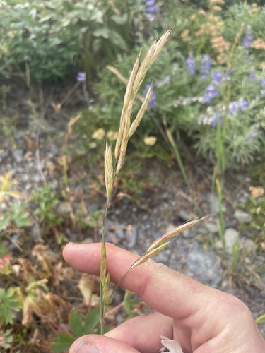 mountain brome (Bromus marginatus)