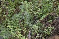 Pteris longifolia