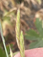 Bromus marginatus