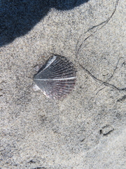Argopecten ventricosus