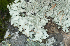 Xanthoparmelia protomatrae