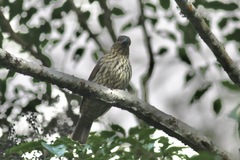 Scenopoeetes dentirostris