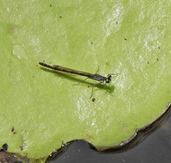 Austrocnemis maccullochi