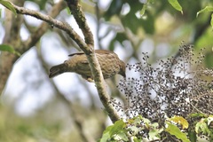 Scenopoeetes dentirostris