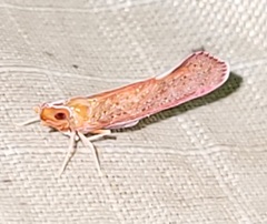 Apache degeeri