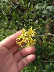Cestrum euanthes