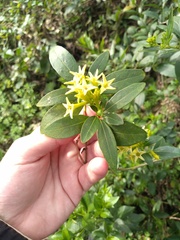 Cestrum euanthes