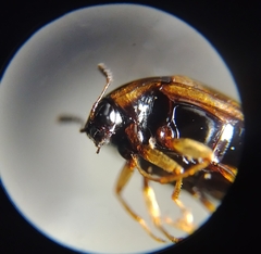 Scaphidiinae