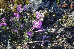 Oxytropis arctica arctica